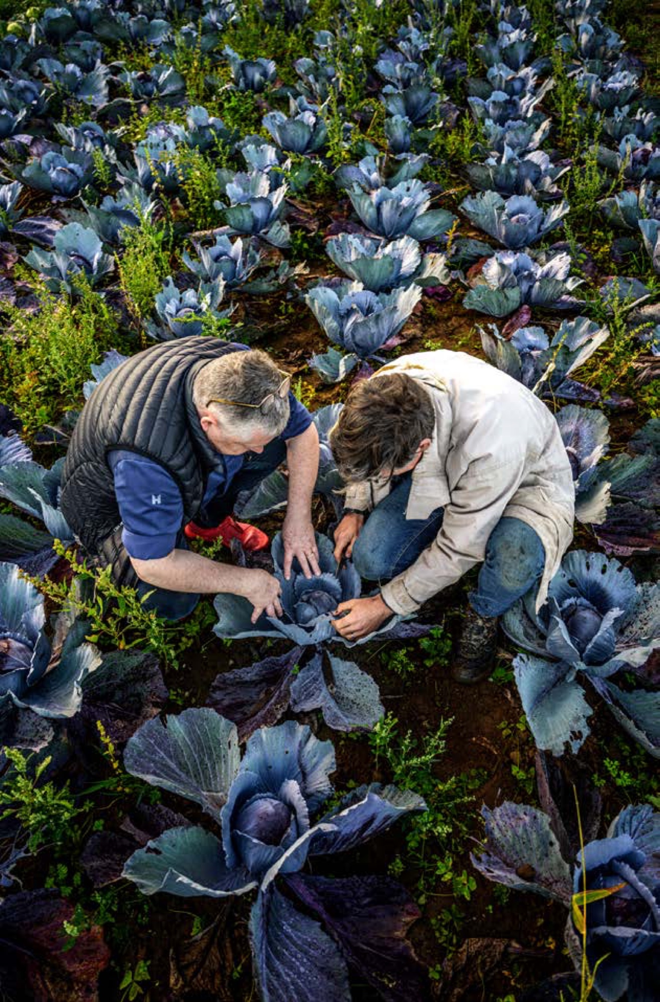Loic Le Bail dans un potager de choux pourpres avec un producteur local