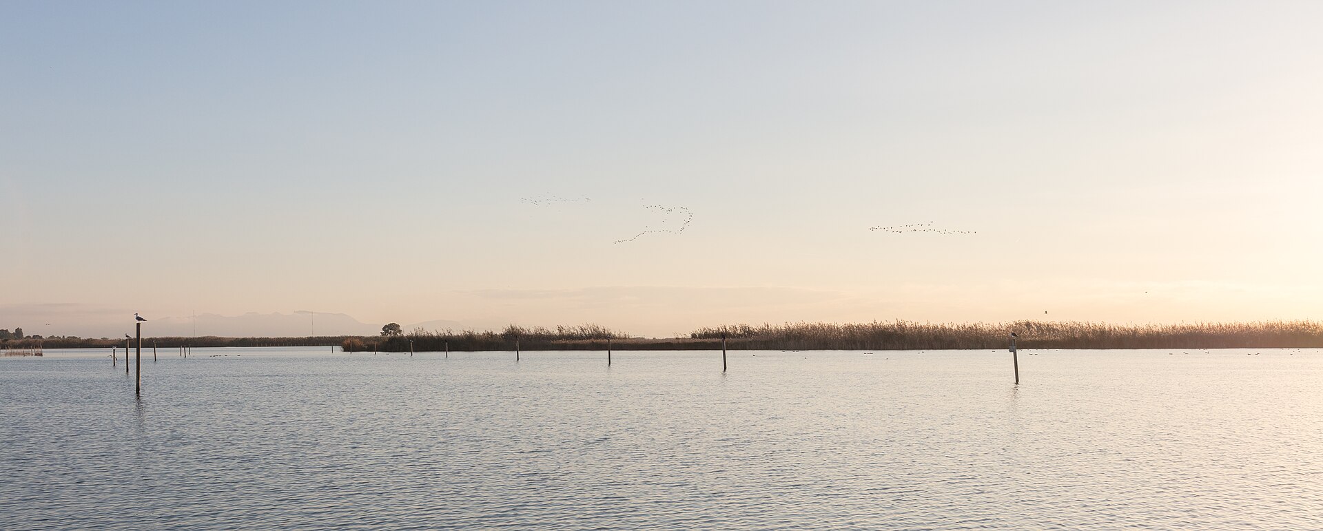 Des flamants roses dans le parc naturel de l'Albufera, à Valence