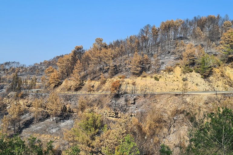 Hilly landscape scarred by wildfire with blackened trees, small green regrowth, and a road with a guardrail along the slope.