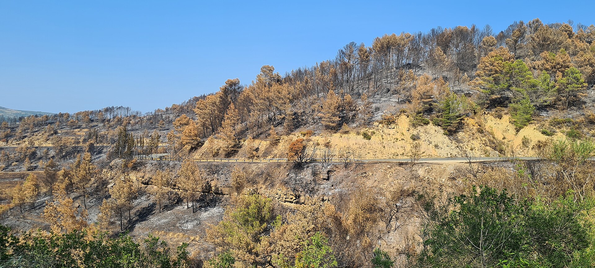 Hilly landscape scarred by wildfire with blackened trees, small green regrowth, and a road with a guardrail along the slope.