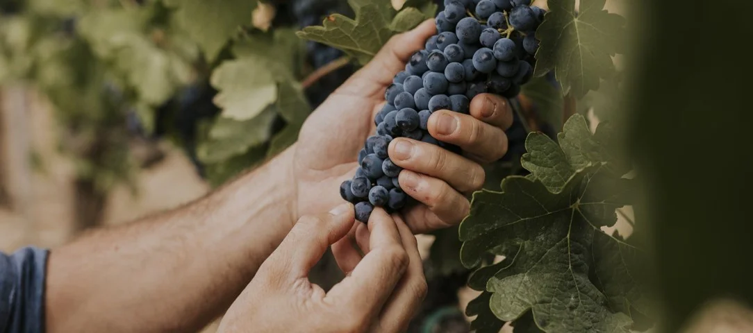 Les vendanges dans la Ribera del Duero, aux portes de Peñaranda de Duero