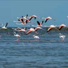 Vol de flamants roses au-dessus de la lagune de Chilika, dans l'Odisha, en Inde