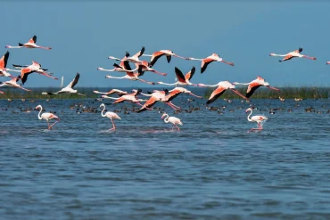 Vol de flamants roses au-dessus de la lagune de Chilika, dans l'Odisha, en Inde
