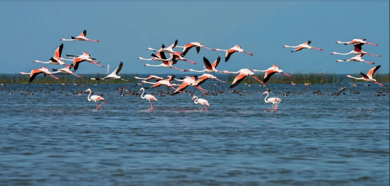 IHCL implante son premier resort en Odisha : 30 clés au bord du lac Chilika, en Inde