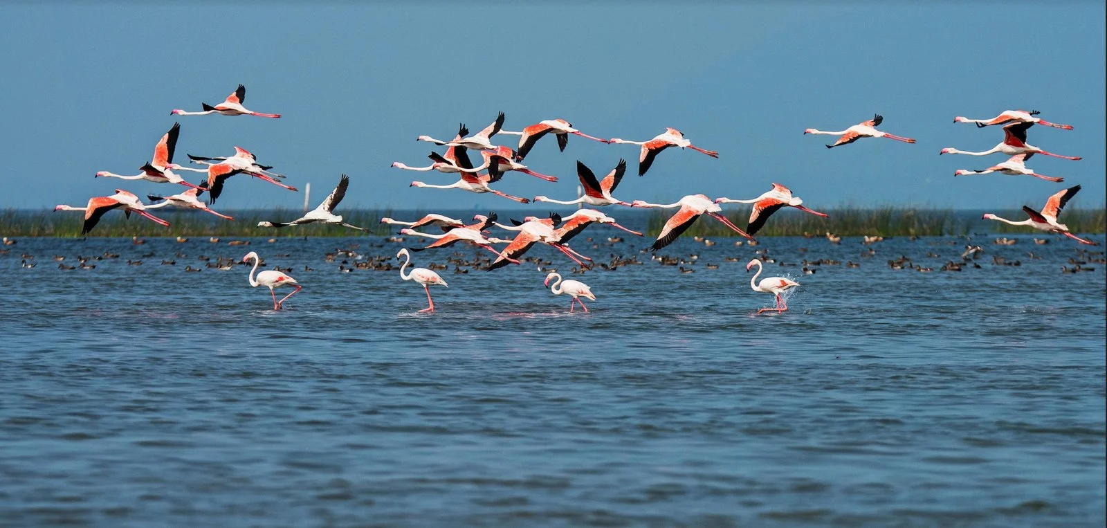 Vol de flamants roses au-dessus de la lagune de Chilika, dans l'Odisha, en Inde