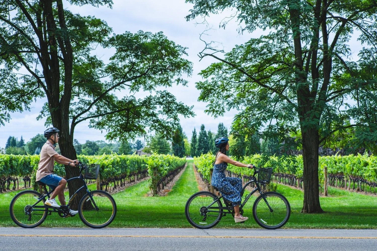 Les rangs de vigne de Niagara-on-the-Lake, parcourus à vélo