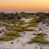 Dunes fleuries et océan Atlantique au coucher du soleil autour de l'hôtel Na Praia à Tróia