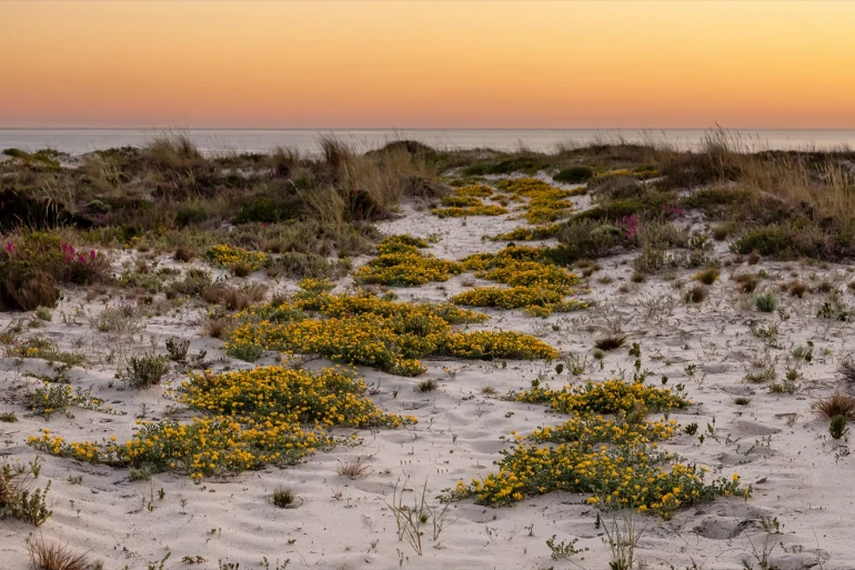 Dunes fleuries et océan Atlantique au coucher du soleil autour de l'hôtel Na Praia à Tróia