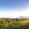Les vignes dorées de Villa La Coste au soleil levant, face au Luberon, pour les vacances de la Toussaint