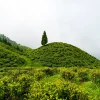 Jardins de thé de Darjeeling, région où ouvrira l'Anantara Retreat Darjeeling Hills en 2031