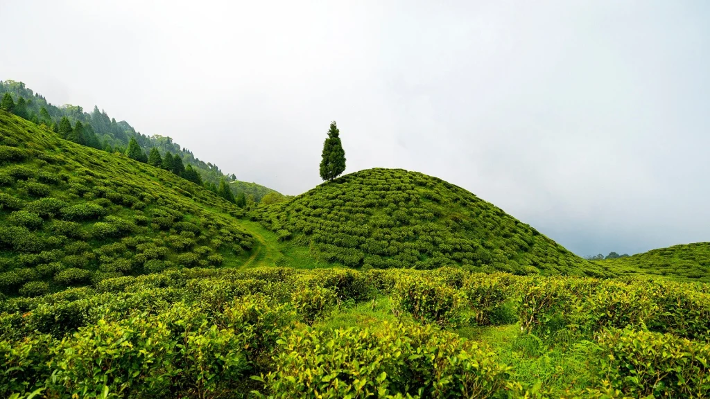 Dans les théiers de Darjeeling, en Inde : le resort Anantara Retreat Darjeeling Hills ouvrira 70 clés en 2031