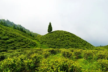 Jardins de thé de Darjeeling, région où ouvrira l'Anantara Retreat Darjeeling Hills en 2031