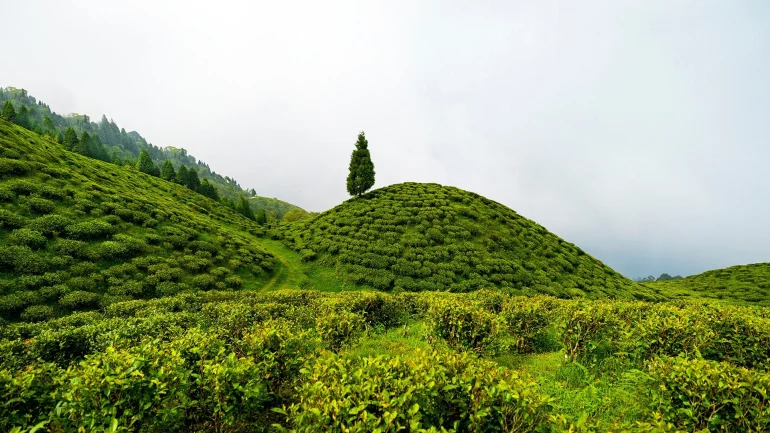 Dans les théiers de Darjeeling, en Inde : le resort Anantara Retreat Darjeeling Hills ouvrira 70 clés en 2031