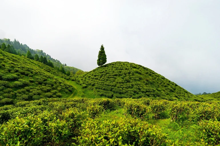 Jardins de thé de Darjeeling, région où ouvrira l'Anantara Retreat Darjeeling Hills en 2031